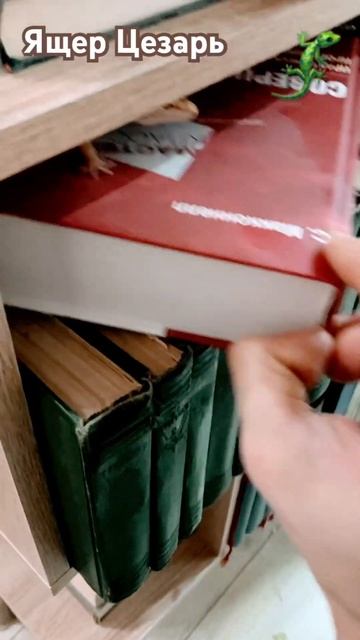 Ящер Цезарь снова в деле #шортс #видео #животные #эублефар #ящерица #приколы #а4 #хобби #respect смотреть онлайн