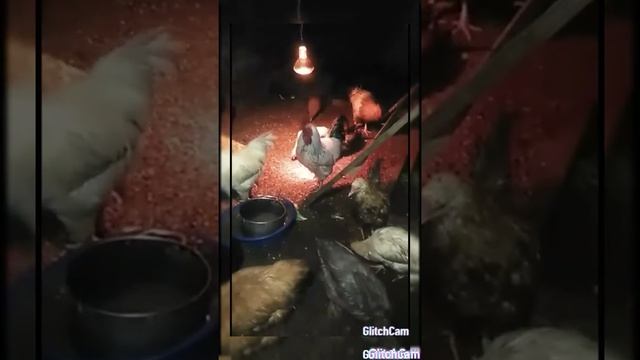 #Суббота вечер кормим животных смотреть онлайн