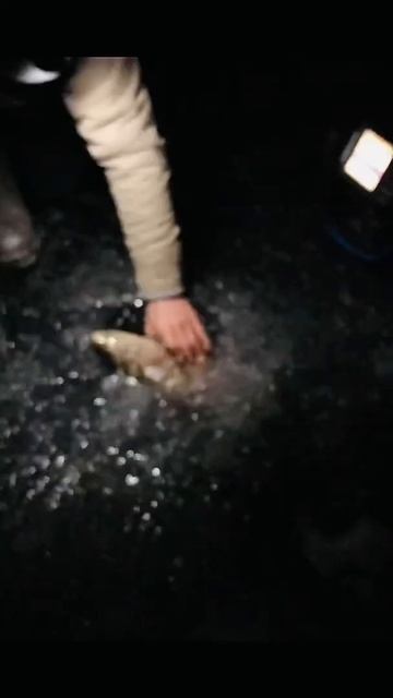 Big Cutthroat Trout, ice fishing California! #cutthroat #trout #icefishing #laketahoe смотреть онлайн