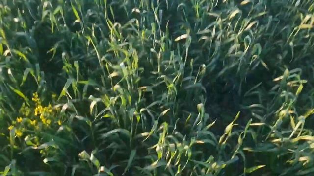 Опрыскивание пшеницы. Что думаете?! смотреть онлайн