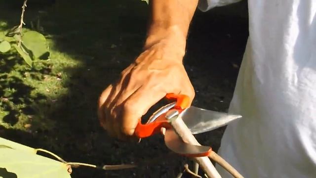 Bellota Tijera forjada profesional de una mano смотреть онлайн
