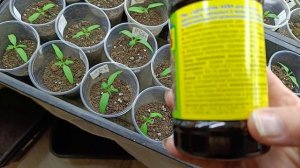 Первая подкормка  рассады перца