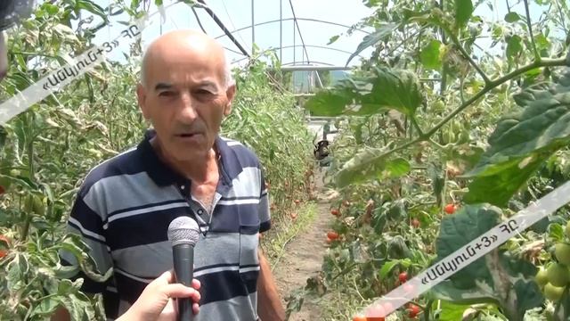 Ճոճկանում չերի տեսակի լոլիկ են աճեցնում смотреть онлайн