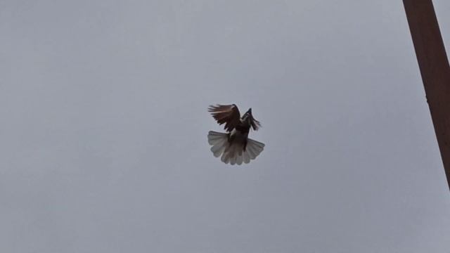 Николаевские голуби, продолжаем тренинг 20.01.2022г. смотреть онлайн