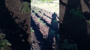 Окучивание картошки лебедкой