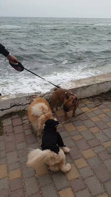 шпица окружили собаки/Spitz surrounded by dogs#шпиц #Pomeranian #собака #померанскийшпиц смотреть онлайн