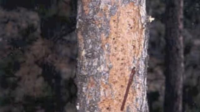 Pine Bark Beetles and How They Affect Climate Change смотреть онлайн