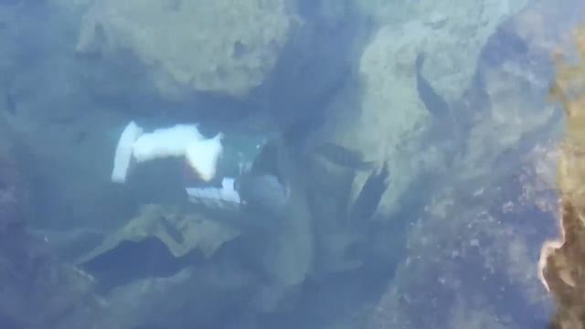 DIY PLASTIC Bottle FISH TRAP!