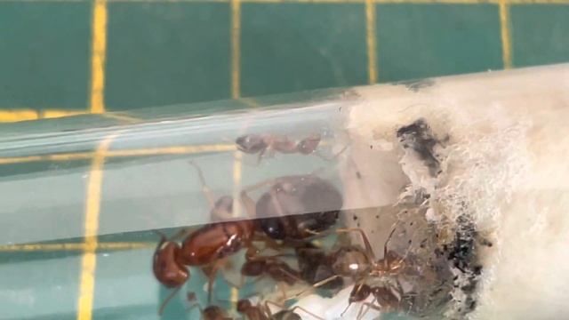 #fourmis tigre de Thaïlande ( Camponotus maculatus subnudus)🐯 смотреть онлайн