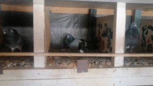 БЕРЕЗНЕГОВАТОВСКИЕ ГОЛУБИ В ГОСТЯХ У ВИКТОРА ЙОСИПОВИЧА. 1 Ч.