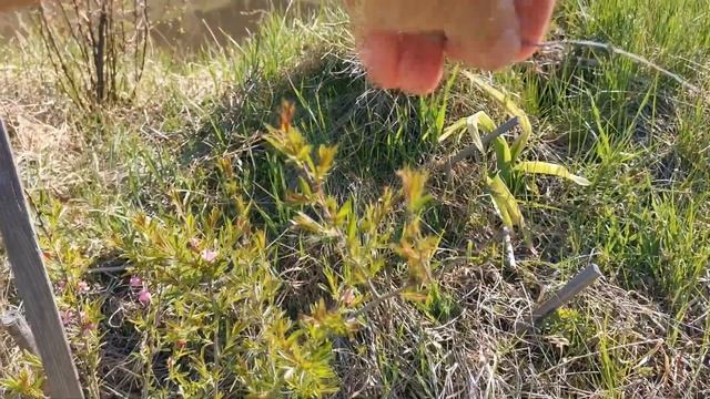 Миндаль низкий степной на Урале смотреть онлайн