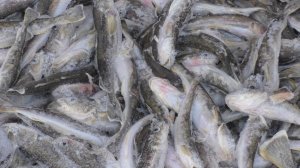 С ЛУНКИ ПРЯМО В СКОВОРОДКУ, ЭТО ТОЛЬКО НА РЫБАЛКЕ! ДУШЕВНЫЙ ВЕЧЕР В ПАЛАТКЕ \ ЖАРЕНАЯ НАВАГА !