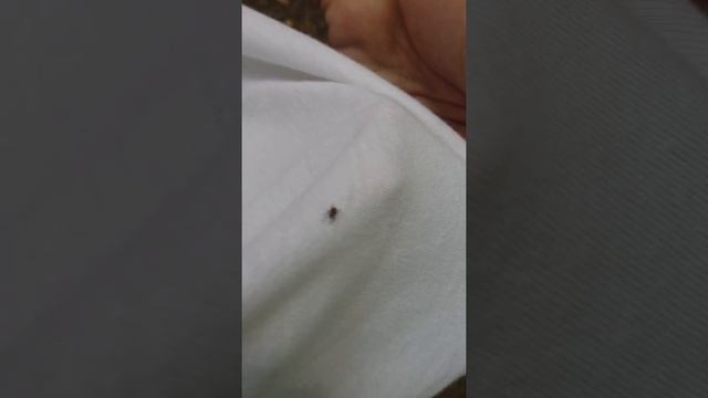 ВНИМАНИЕ КЛЕЩИ. СПОСОБ ЗАЩИТЫ смотреть онлайн