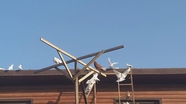 #Pigeon #Астрахань. О голубях. И отношениях.29.03.20г смотреть онлайн