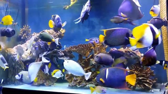 Conspicuous angelfish смотреть онлайн