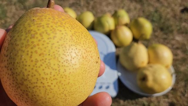 Груша на кінець вересня.Сорт азіатської груші Олімпік. смотреть онлайн