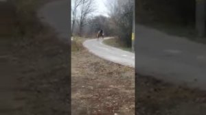 цыганские лошади    , ваня базёнко