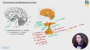 Строение гипофиза и гипоталамуса. Гормоны. Принцип обратной связи. ЕГЭ