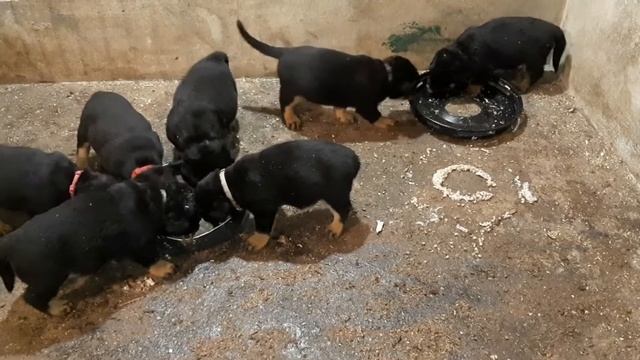 #24 PUII DE ROTWEILER - ARPACAS CU CARNE DE CURCAN