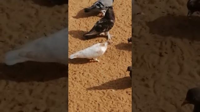 мои бойные голуби. смотреть онлайн