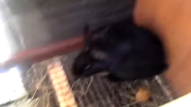 начало разведения кроликов смотреть онлайн