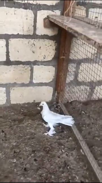 Пискуны Чёрный и Битый смотреть онлайн