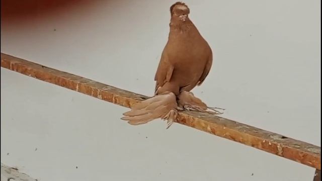 Богатые мажоры вернулись за $1 Vs $250,000! Двухчубые голуби. Tauben. Pigeons. Palomas. Pombos.