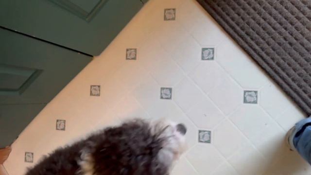 Trained Mini Bernedoodle girl, Lola, from Golden Savannah Bernedoodles. смотреть онлайн