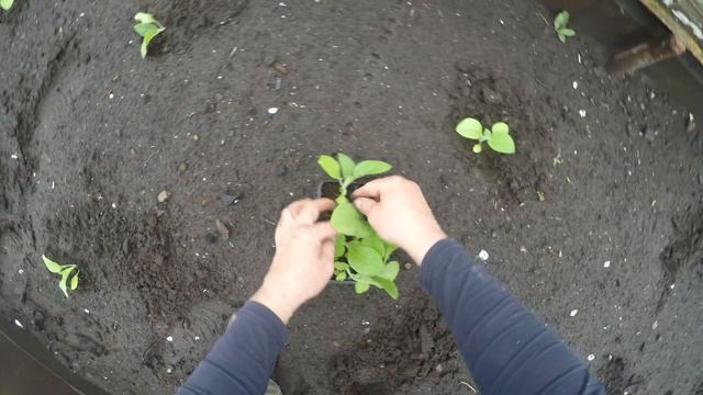 высадка табака в грунт смотреть онлайн