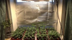 Какие из сортов Томатных Гномов НЕЗАКОННОРОЖДЕННЫЕ? Как узнать настоящий Гном или нет?