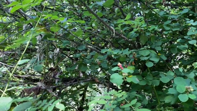 Вроде Saskatoon ягода смотреть онлайн