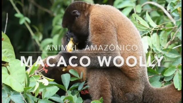 Macaco Woolly - 1º Trimestral смотреть онлайн