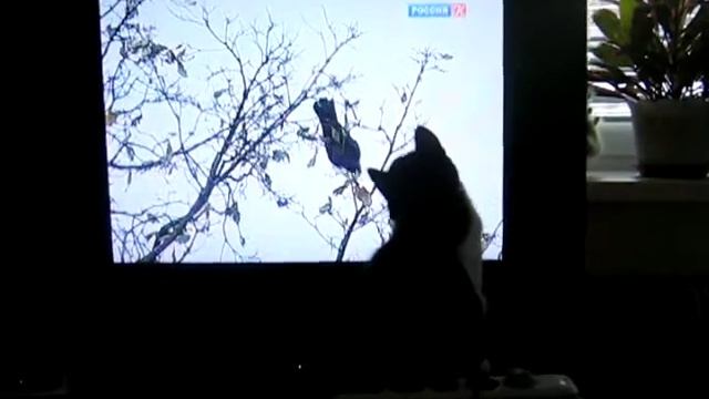 кошка и tv смотреть онлайн