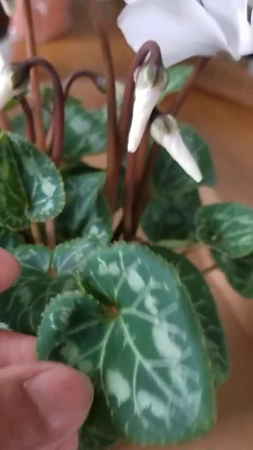 Showing my Cyclamen plant смотреть онлайн