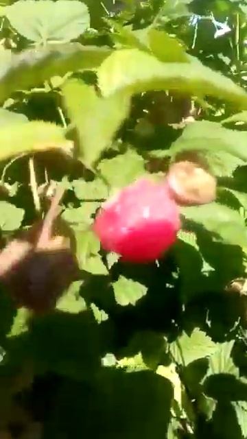 малина сорт Ясина смотреть онлайн