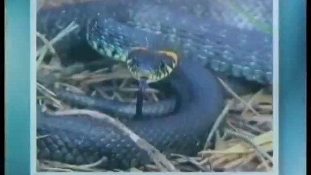 ТЕТЕРЕВА ВЕСНА автор Г Дубино смотреть онлайн