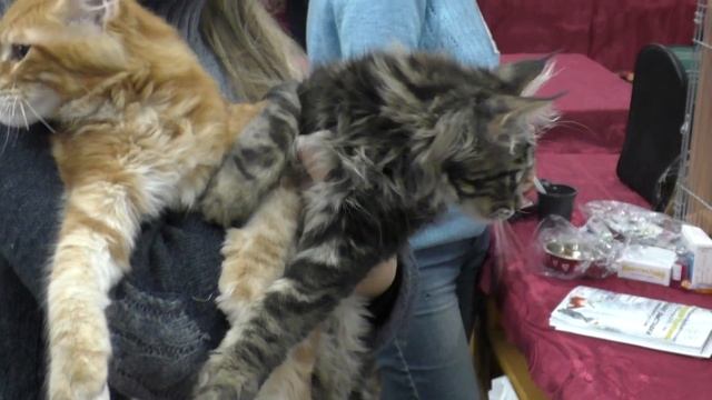 Выставка кошек котята мейн кун смотреть онлайн