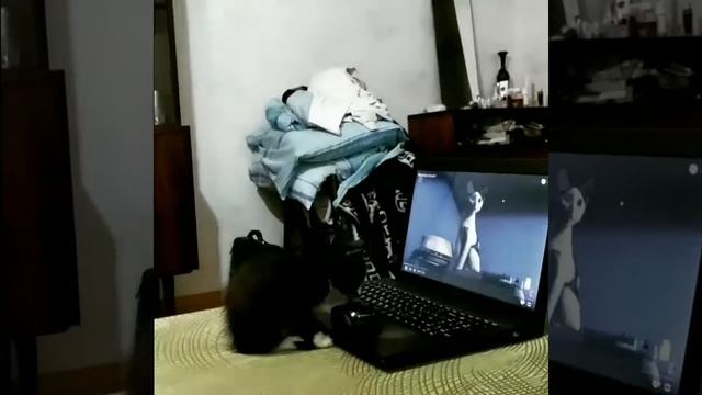 Реакция котёнка на котов из интернета смотреть онлайн