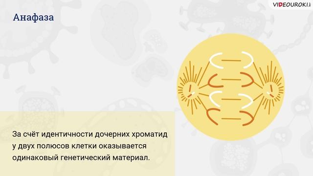 22. Митоз, мейоз ― механизмы деления клеток. Фазы митоза и мейоза смотреть онлайн
