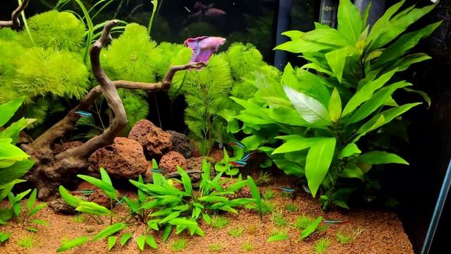 Akwarium, Aquarium 63 Litry, 60*30*35!. Aquael Leddy Slim, Sunny + Plant.