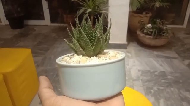haworthia zebra смотреть онлайн