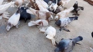 Голуби Самарканда