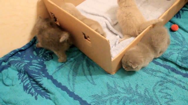 Кошачья суета смотреть онлайн