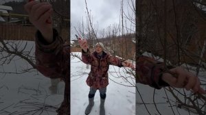 Необходимая терминология, чтобы хорошо понимать как производить обрезку плодовых