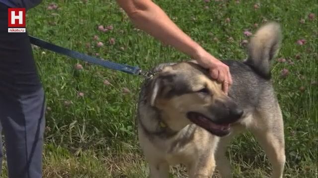 Собаки и люди. Правила существования | ТЕРРИТОРИЯ ЗАКОНА