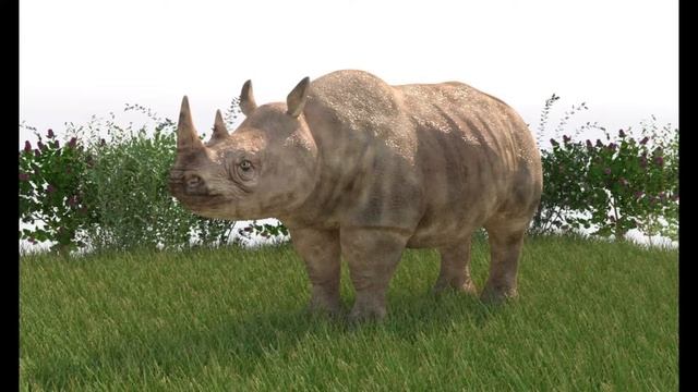 Rhinoceros 3d model смотреть онлайн
