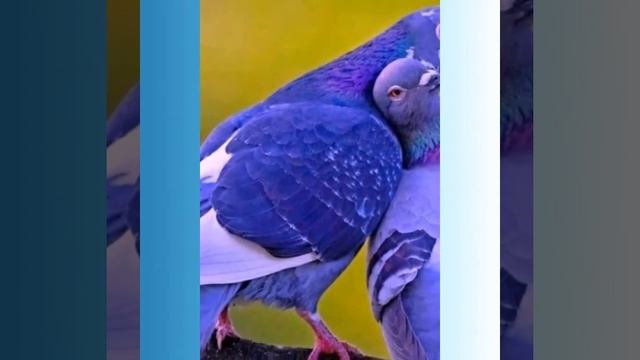 Музика небо галубое смотреть онлайн