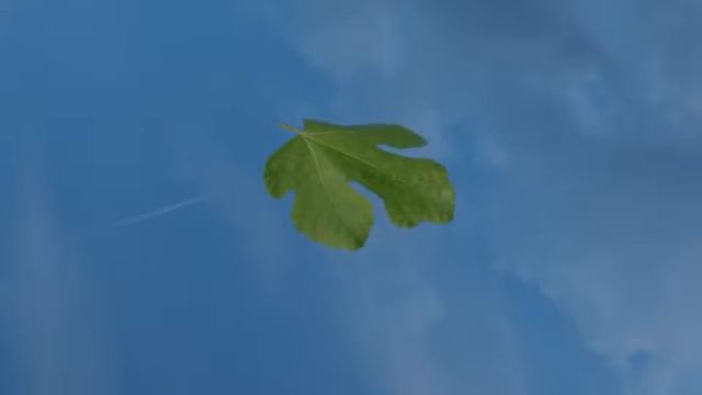 Blender dynamic leaf смотреть онлайн
