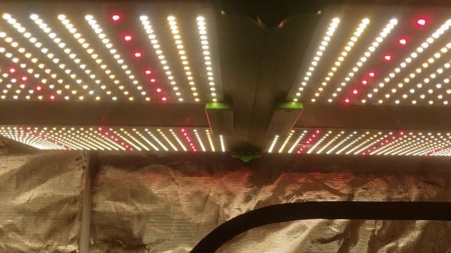 Spider Farmer SF-1000 SF-2000 SF-4000 And SF-7000 In One Review