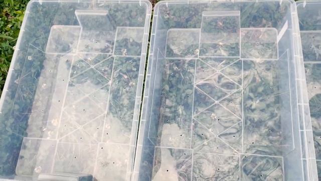 How to set up garden beds using IKEA storage containers! Cheap and cheerful gardening idea смотреть онлайн